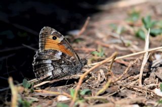 Anadolu Kzlmelei (Hipparchia pellucida)
