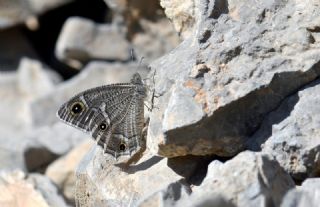 Beyaz Bandl� Karamelek&nbsp;(Hipparchia&nbsp;parisatis)