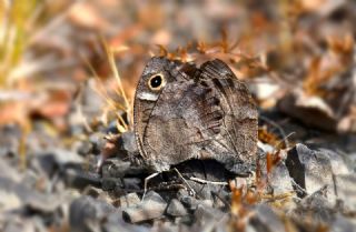 A�a� Karamele�i&nbsp;(Hipparchia&nbsp;statilinus)