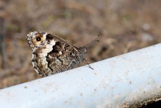 Byk Karamelek (Hipparchia syriaca)