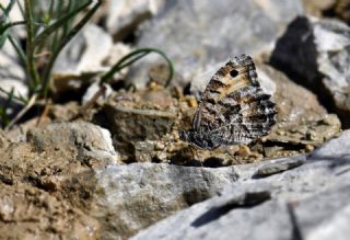 Step Cad�s�&nbsp;(Chazara&nbsp;anthe)