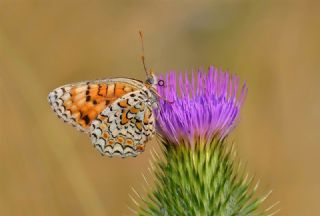 Benekli B�y�k �parhan&nbsp;(Melitaea&nbsp;phoebe)