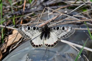Yalanc� Apollo&nbsp;(Archon&nbsp;apollinus)