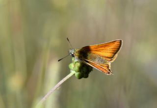 Siyah Antenli Zpzp (Thymelicus lineolus)