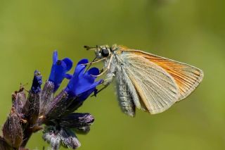Sar� Antenli Z�pz�p&nbsp;(Thymelicus&nbsp;sylvestris)