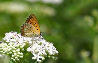 Osmanl� Ate�i&nbsp;(Lycaena&nbsp;ottomanus)