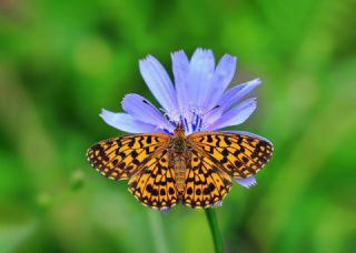 Morinci (Boloria dia)
