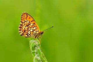 �ift Noktal� Brentis&nbsp;(Brenthis&nbsp;hecate)