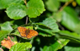 Kk Brentis (Brenthis ino)