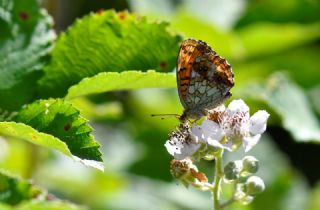 Kk Brentis (Brenthis ino)