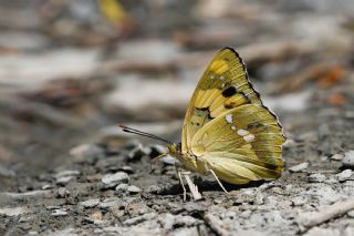�ehzade&nbsp;(Euapatura&nbsp;mirza)