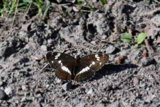 Han�meli Kelebe�i&nbsp;(Limenitis&nbsp;camilla)