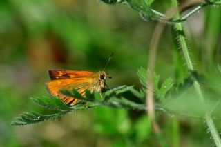 Orman Zpzp (Ochlodes sylvanus)