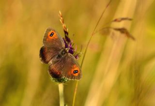 Harem Gzelesmeri (Erebia ottomana)