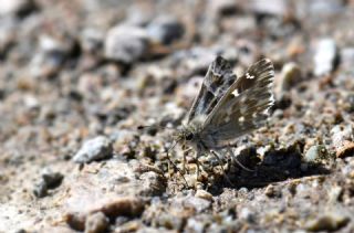 T�yl� Z�pz�p&nbsp;(Carcharodus&nbsp;flocciferus)