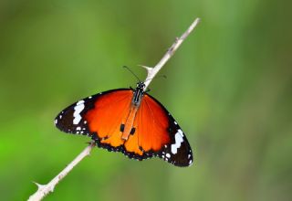 Sultan (Danaus chrysippus)