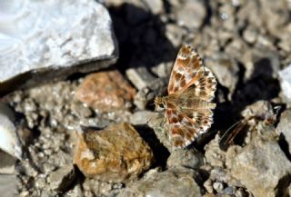 Cezayir Z�pz�p�&nbsp;(Carcharodus&nbsp;stauderi)