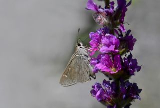 Alsides Z�pz�p�&nbsp;(Eogenes&nbsp;alcides)