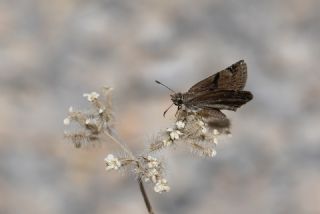 Kara Z�pz�p&nbsp;(Erynnis&nbsp;marloyi)