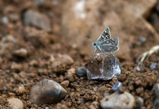 Suriye Zpzp (Muschampia nomas)