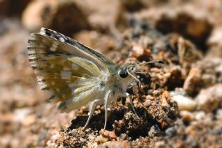 Pogge Z�pz�p�&nbsp;(Muschampia&nbsp;poggei)