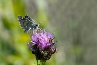 Mozaik Z�pz�p�&nbsp;(Muschampia&nbsp;tessellum)