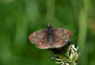 Pasl� Z�pz�p&nbsp;(Erynnis&nbsp;tages)