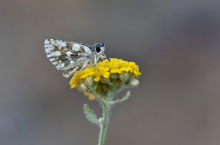 Kzl Zpzp (Spialia orbifer)