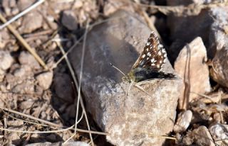Acem Z�pz�p�&nbsp;(Spialia&nbsp;phlomidis)
