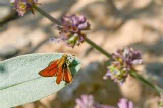 Yeni Z�pz�p&nbsp;(Thymelicus&nbsp;novus)