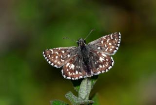 Ebegmeci Zpzp (Pyrgus malvae)