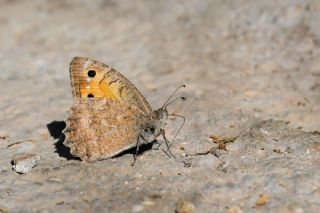 Levantin Yalanc�cad�s�&nbsp;(Pseudochazara&nbsp;pelopea)