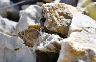 Levantin Yalanc�cad�s�&nbsp;(Pseudochazara&nbsp;pelopea)