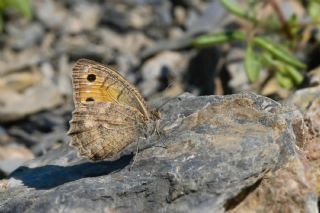 Turan Yalanc�cad�s�&nbsp;(Pseudochazara&nbsp;telephassa)