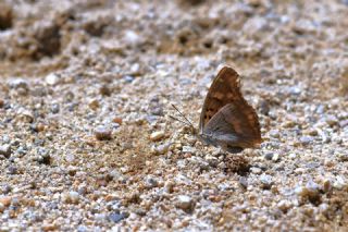 Trakya �mparatoru&nbsp;(Apatura&nbsp;metis)