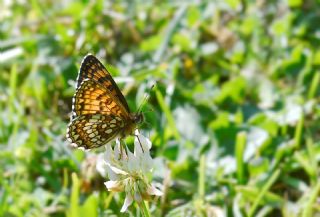 Funda �parhan�&nbsp;(Melitaea&nbsp;irka)
