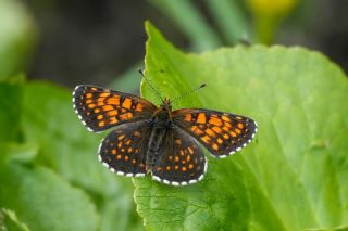 Funda �parhan�&nbsp;(Melitaea&nbsp;irka)