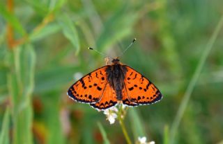 Kafkasyal� �parhan&nbsp;(Melitaea&nbsp;interrupta)