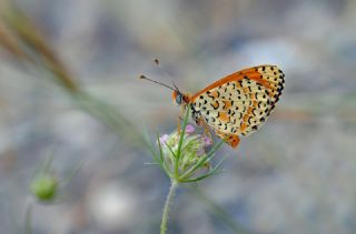 �ranl� �parhan&nbsp;(Melitaea&nbsp;persea)