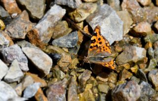 Anadolu �ehzadesi&nbsp;(Thaleropis&nbsp;ionia)