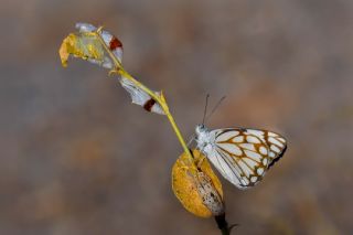 Beyaz �nc�&nbsp;(Belenois&nbsp;aurota)