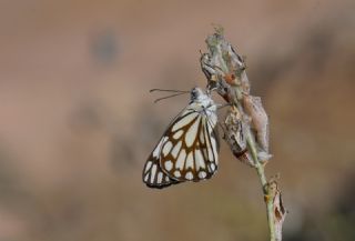 Beyaz nc (Belenois aurota)