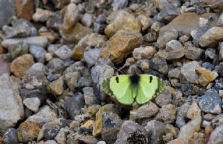 Do�u Elfinstonyas�&nbsp;(Euchloe&nbsp;penia)