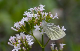 Yalanc� Beyazmelek&nbsp;(Pieris&nbsp;pseudorapae)