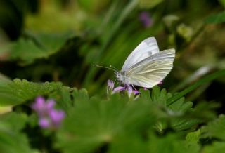 Yalanc� Beyazmelek&nbsp;(Pieris&nbsp;pseudorapae)