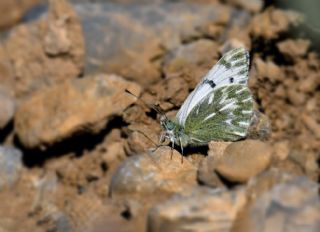 Doruklarn Beneklimelei (Pontia callidice)