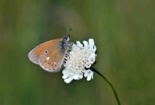 Orman Zpzp Perisi (Coenonympha glycerion)