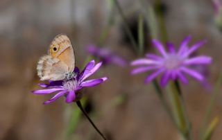 �ran Z�pz�p Perisi&nbsp;(Coenonympha&nbsp;saadi)