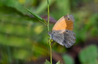 Kafkasya Z�pz�p Perisi&nbsp;(Coenonympha&nbsp;symphita)