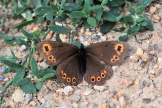 Orman G�zelesmeri&nbsp;(Erebia&nbsp;medusa )